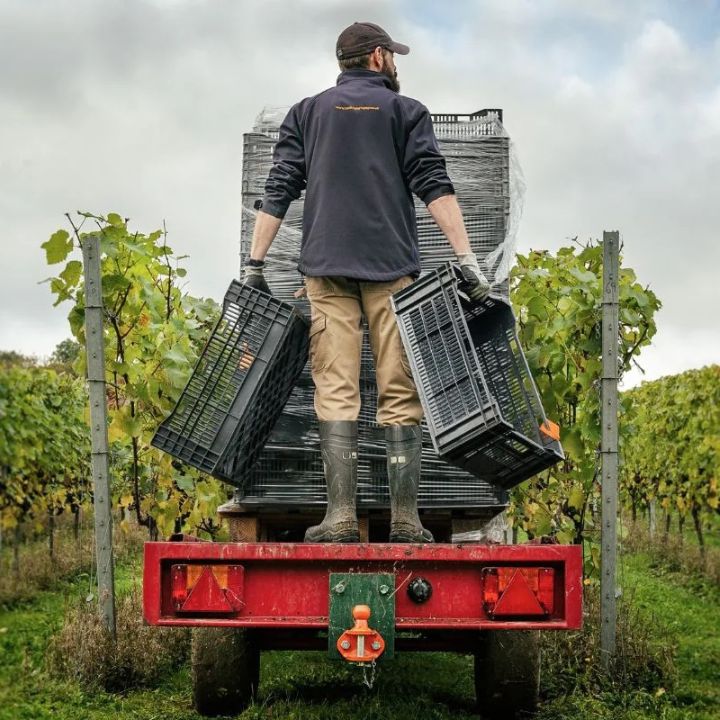 Hattingley Valley, Vintage 2019