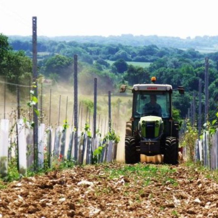 Hattingley Valley, Vintage 2019