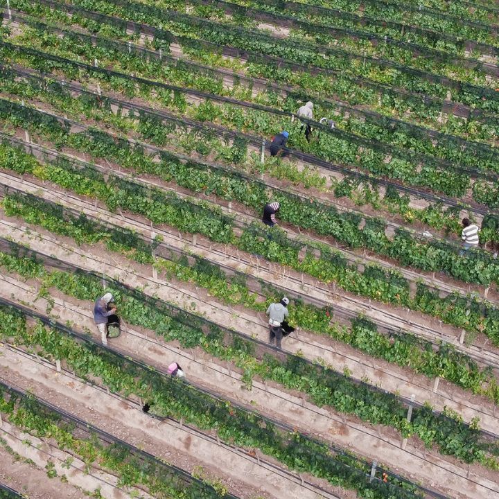 Staphyle, Iris Malbec 2024