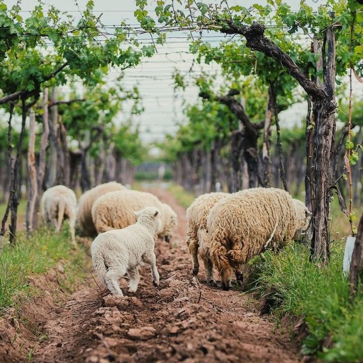 Kaiken Malbec Clasico 2022