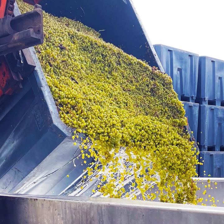 Green Chardonnay grapes being harvested and poured into a blue container.