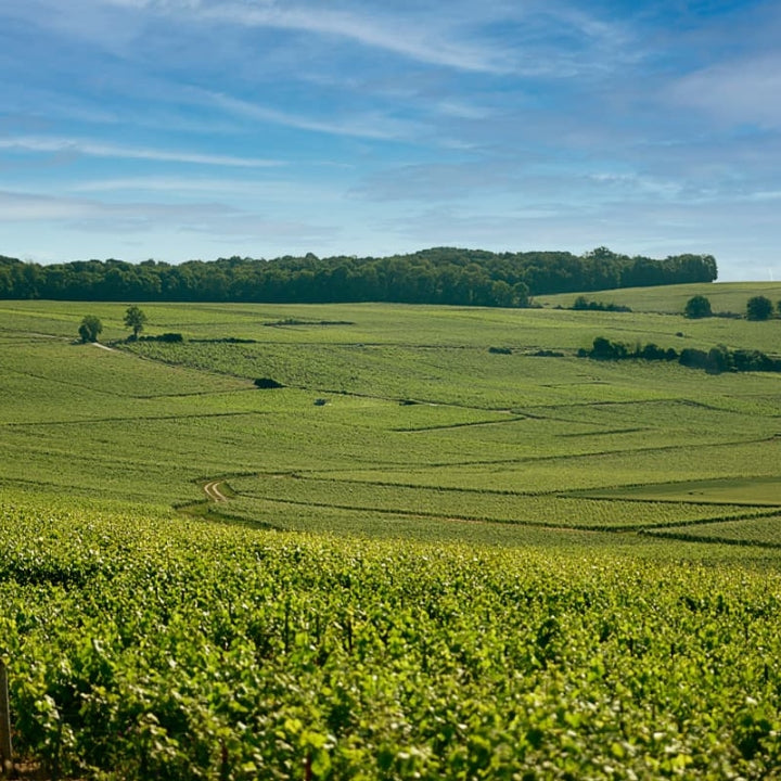 Lete Vautrain Vineyards