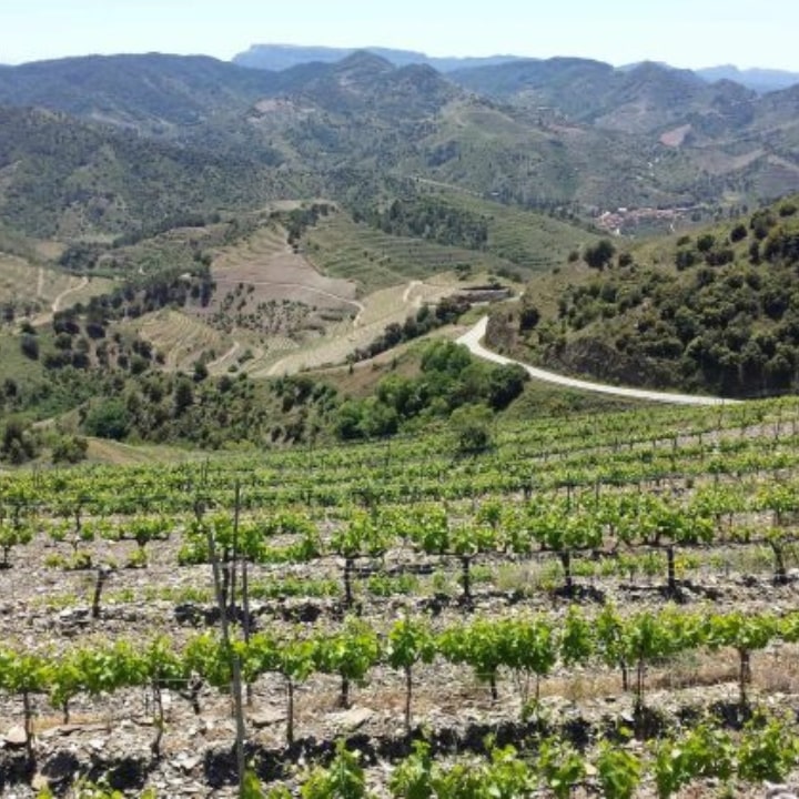 Marco Abella Vineyard