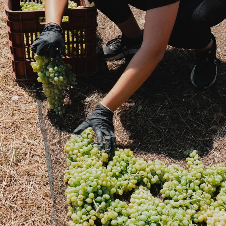 Lyrarakis Vilana Pirovolikes Vineyard 2024