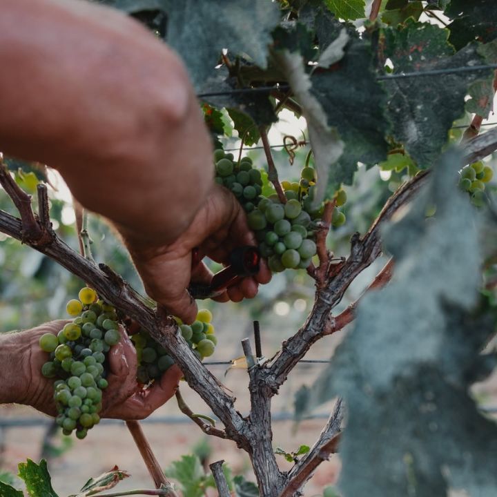 Lyrarakis Vilana Pirovolikes Vineyard 2024