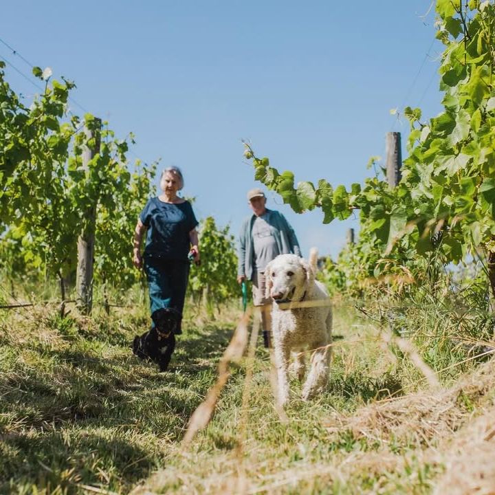 Jill &amp; Richard McIntyre walking with a dog in a vineyard on a sunny day.