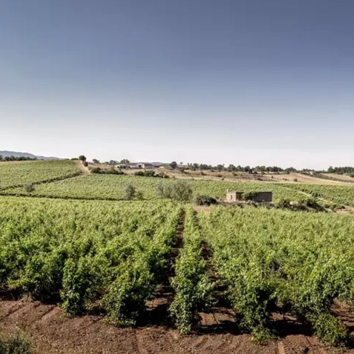 Mora &amp; Memo, Nau Cannonau di Sardegna 2023