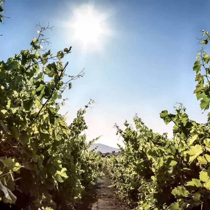 Mora &amp; Memo, Nau Cannonau di Sardegna 2023