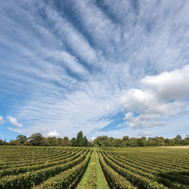 Mounfieled vineyard field with rows of Vines under a blue sky with white clouds.