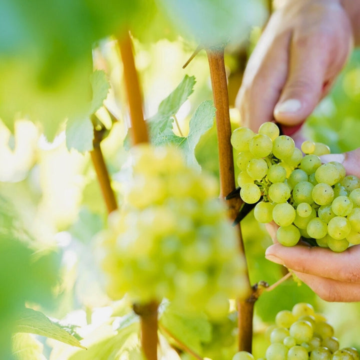 Close-up of hands picking green grapes from a Mountfield vineyards vine