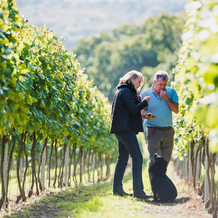 Two people walking through a Mountfield vineyard with a dog.