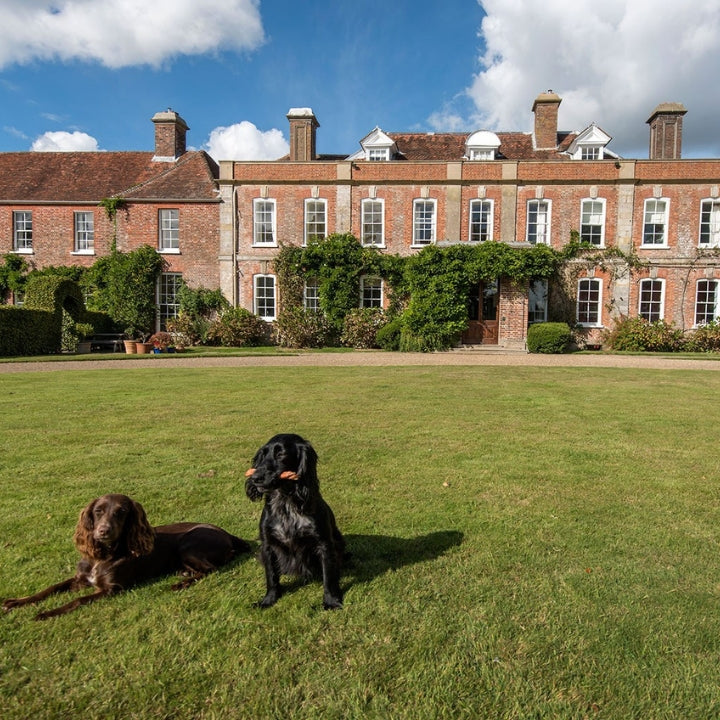Two dogs on a grassy lawn in front of the Mountfield building with greenery.