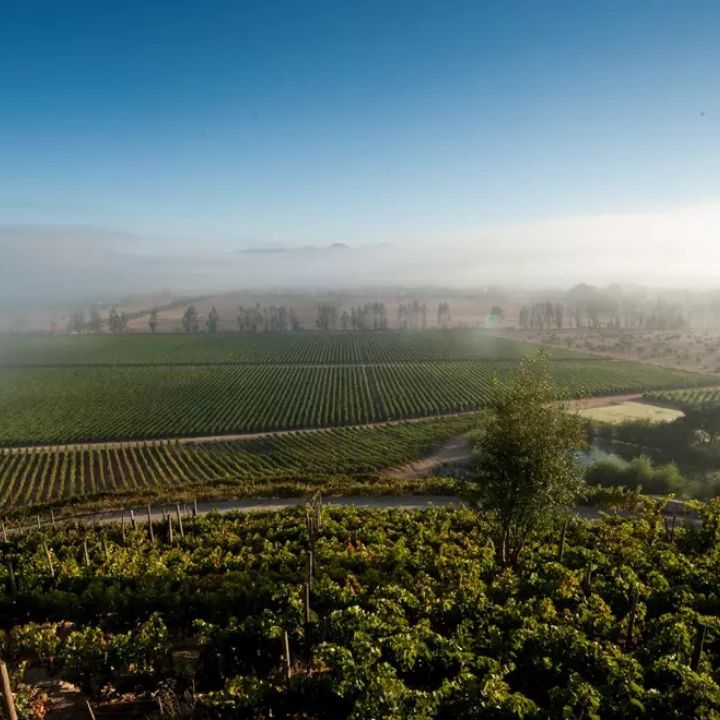 Vineyard landscape with rows of grapevines under a clear blue sky.