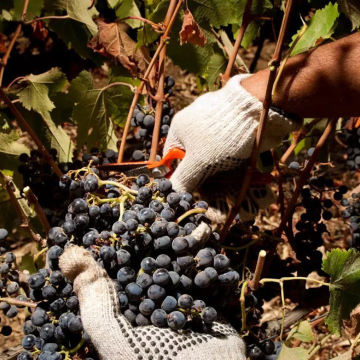 Hand picking grapes from a vineyard