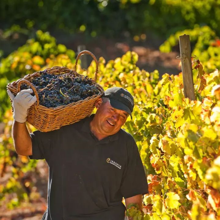 Man carrying a basket of harvested grapes in a vineyard
