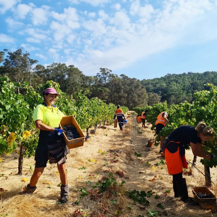 Peccavi, No Regrets Cabernet Merlot 2020