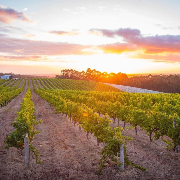 Peccavi, No Regrets Sauvignon Semillon 2021