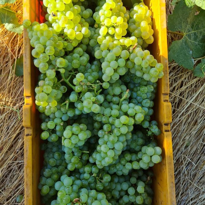 Peccavi, No Regrets Sauvignon Semillon 2021