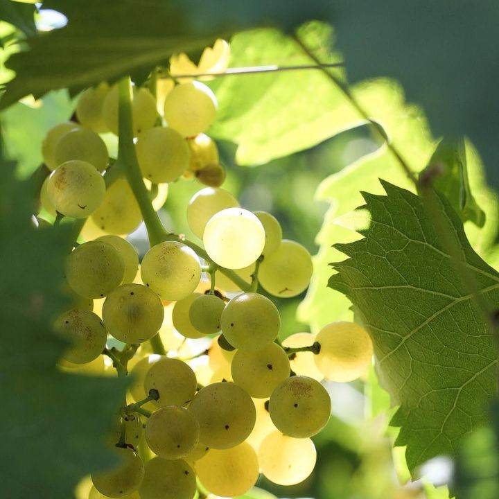 Pieropan, Soave Classico 2024