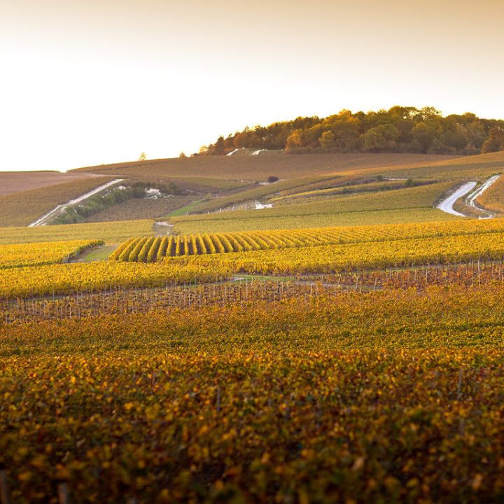 Pol Roger Vintage Brut 2018