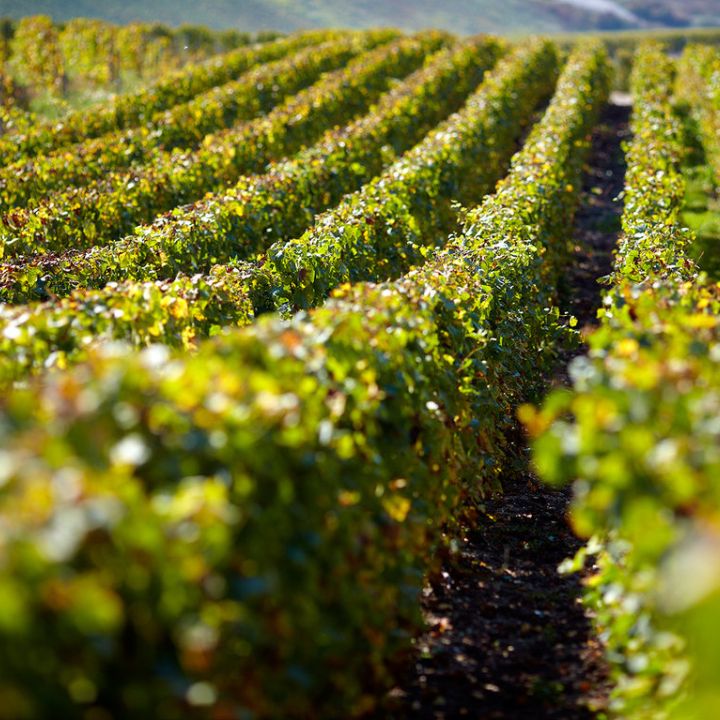 Pol Roger Vintage Brut 2018