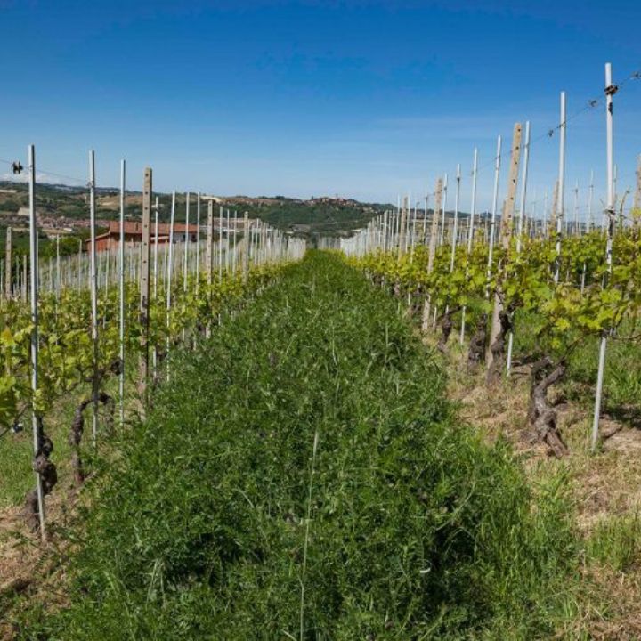Reverdito Vineyard with rows of grapevines under a clear blue sky
