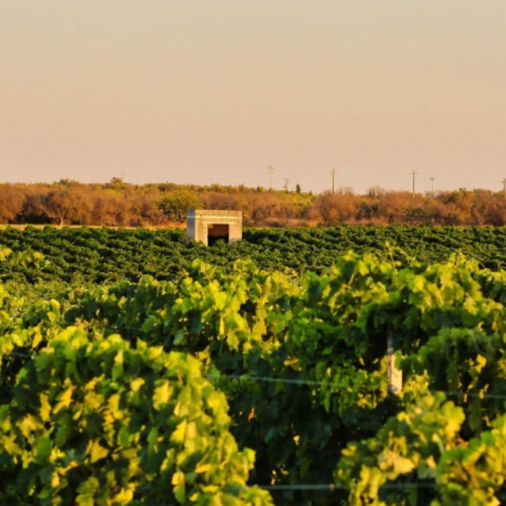 Cantine Sampietrana, Brindisi Riserva 2021