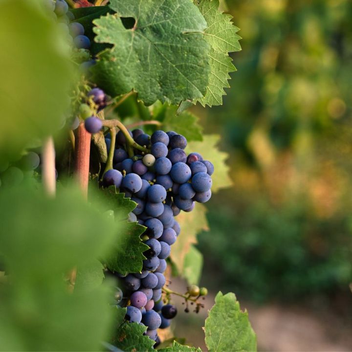 Cantine Sampietrana, Brindisi Riserva 2021