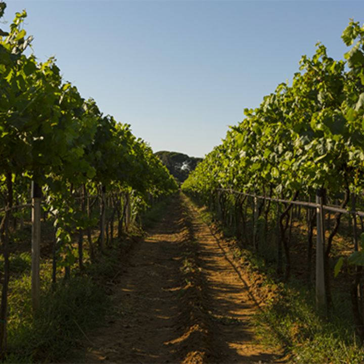 Sella & Mosca, Cala Reale Vermentino di Sardinia 2024