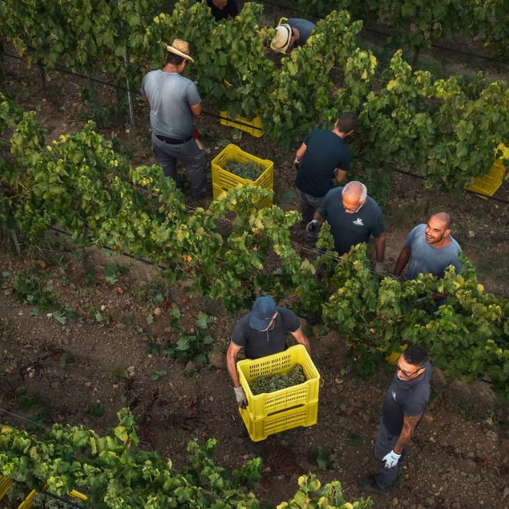 Sella & Mosca, Cala Reale Vermentino di Sardinia 2024