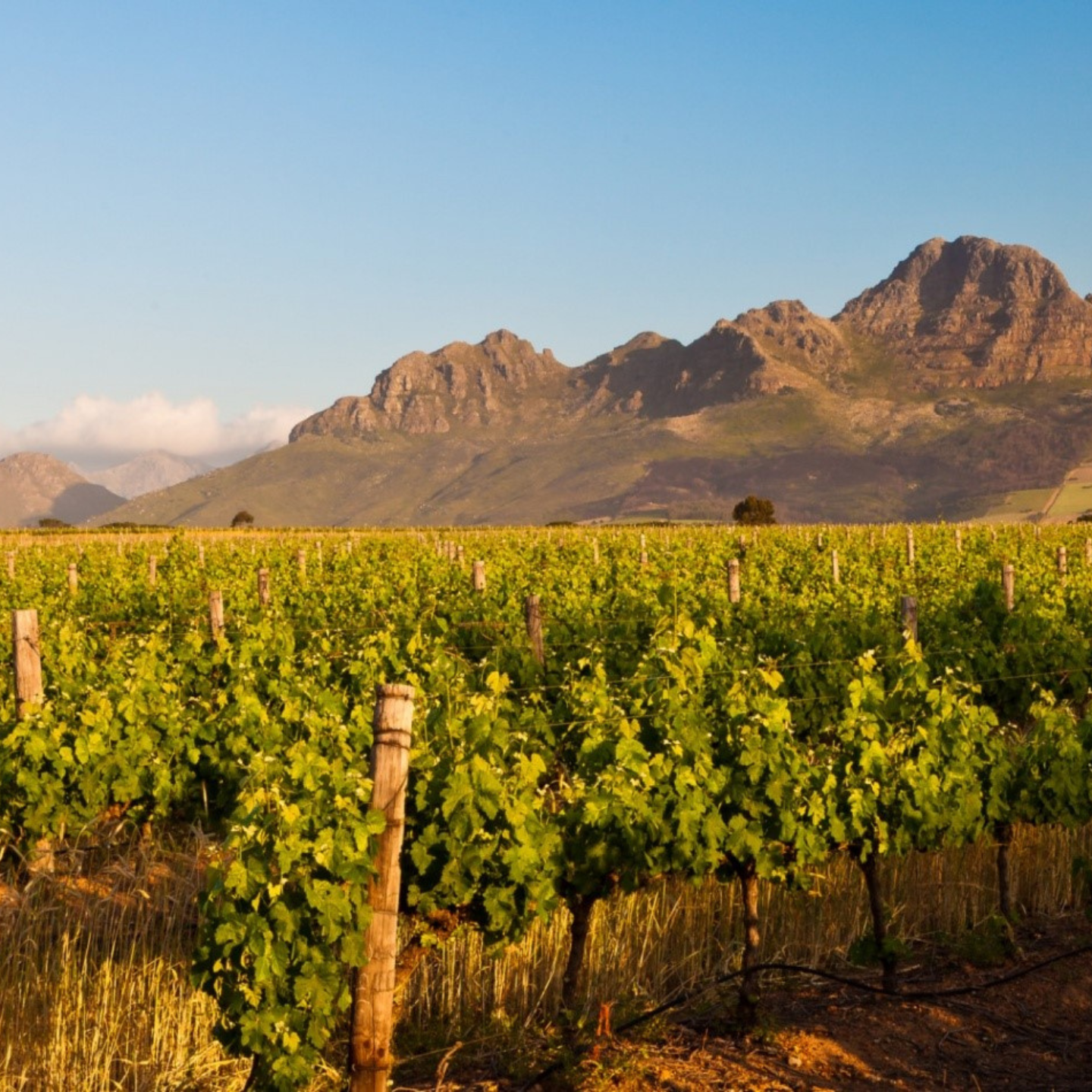 South Africa Wine Tasting