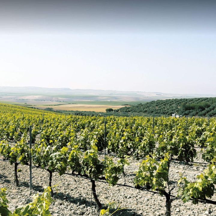 Fernando de Castilla, Classic Fino Sherry