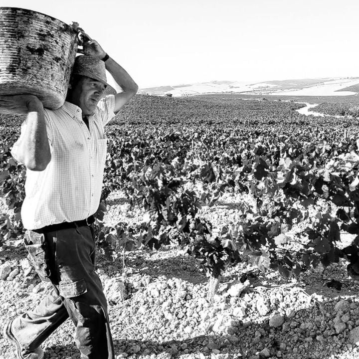 Fernando de Castilla, Classic Amontillado Sherry (75cl)