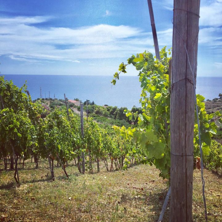 Vigneti Tardis, Fratelli Felix Bianco 2023
