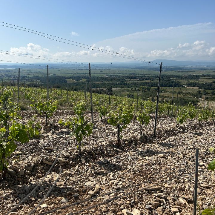 Summer Series - Southern France Tasting at Mackie Mayor, 2nd July
