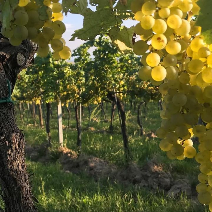 Yellow grapes hanging from a vine in a vineyard in Weingut Ecker Eckhof, Austria