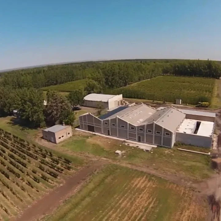 Aniello 006 Merlot 2024