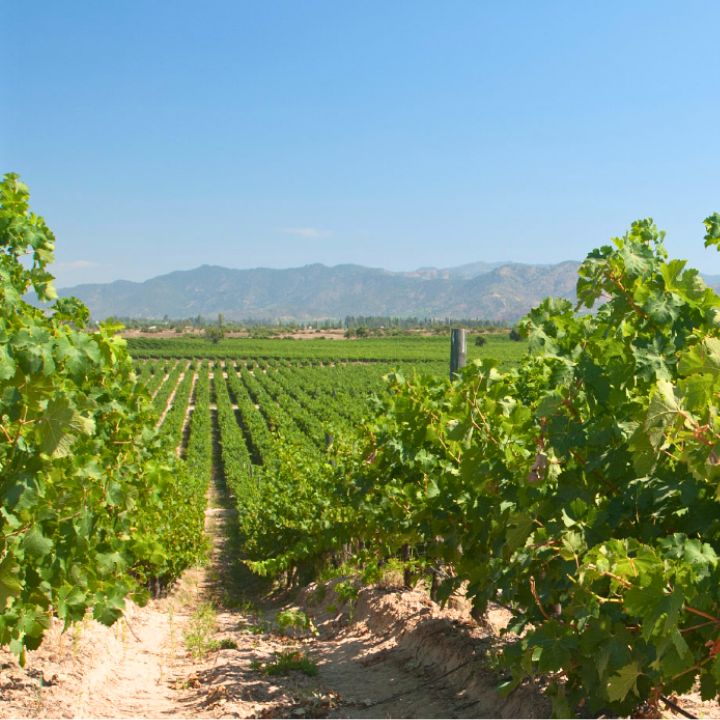 Chilean red wine siegel merlot Perailillo vineyard