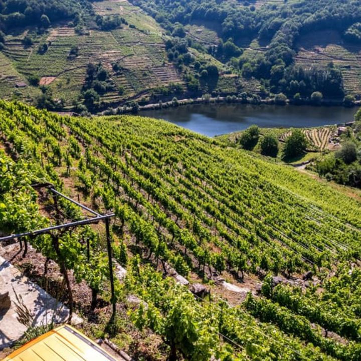 Mauricio Lorca Castilla Y Leon Vineyard - Indomita Albarin